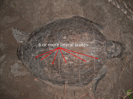 Olive Ridley Lateral Scute